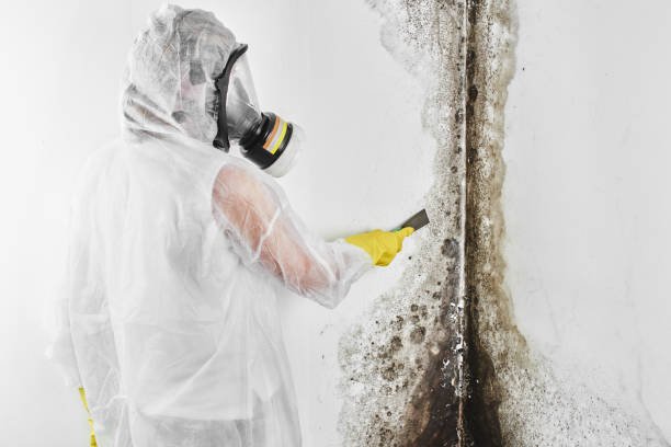 Best Mold Cleaning Services  in , OK