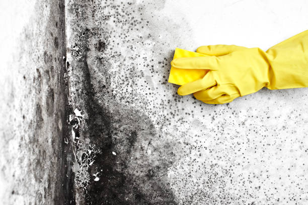 Best Office Mold Removal Services  in , OK