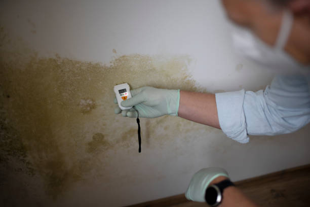 Best Mold Damage Repair  in , OK