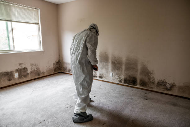 Best Attic Mold Removal  in , OK